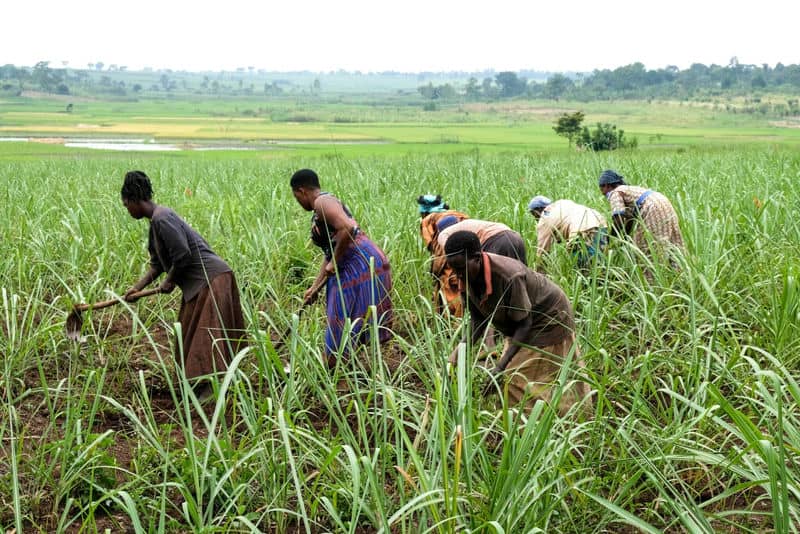 Farmers working in a lush, green field with a scenic rural landscape in the background.