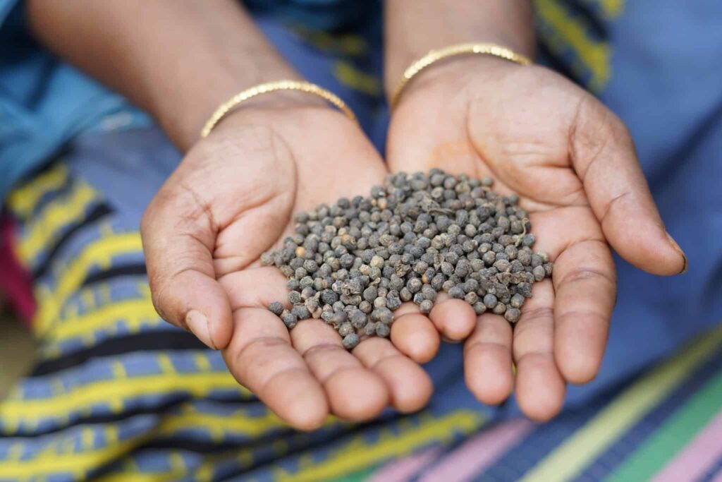 Hands holding black peppercorns, showcasing spices. Close-up shot highlighting organic ingredients and traditional farming.